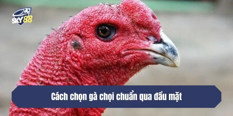 Đầu mặt