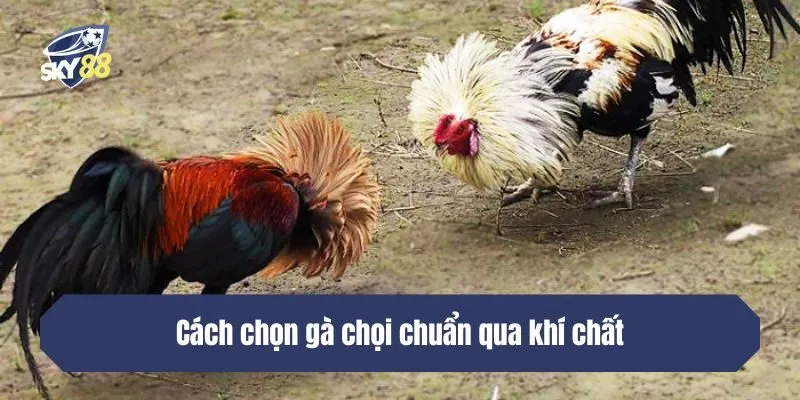 Khí chất
