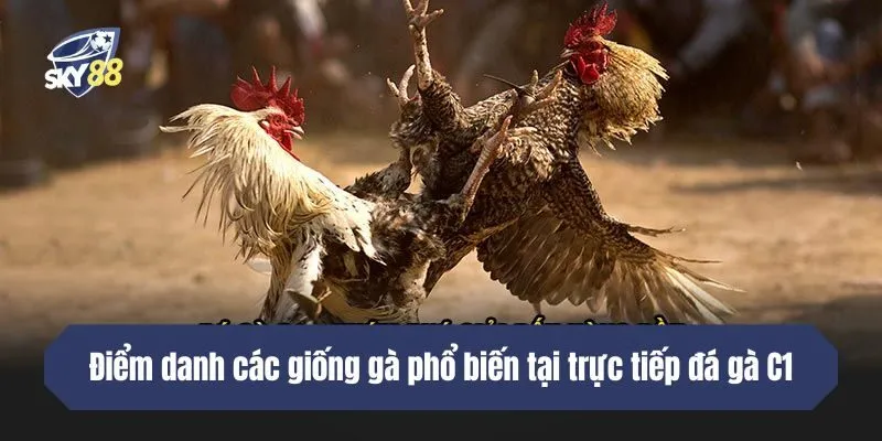 Điểm danh các giống gà xuất hiện phổ biến tại trực tiếp đá gà C1