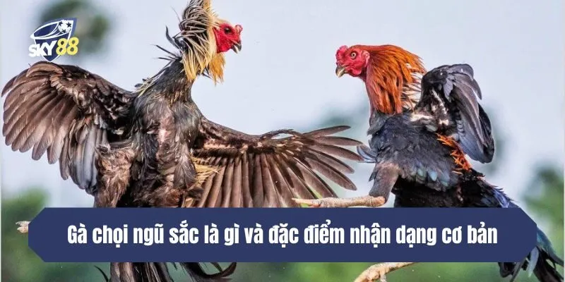 Gà chọi ngũ sắc là gì và đặc điểm nhận dạng cơ bản