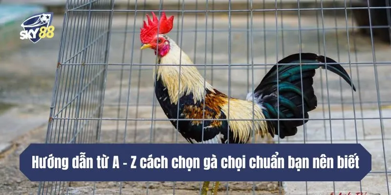 Hướng dẫn từ A - Z cách chọn gà chọi chuẩn bạn nên biết