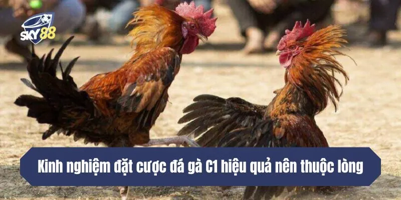 Kinh nghiệm đặt cược đá gà C1 hiệu quả nên thuộc lòng