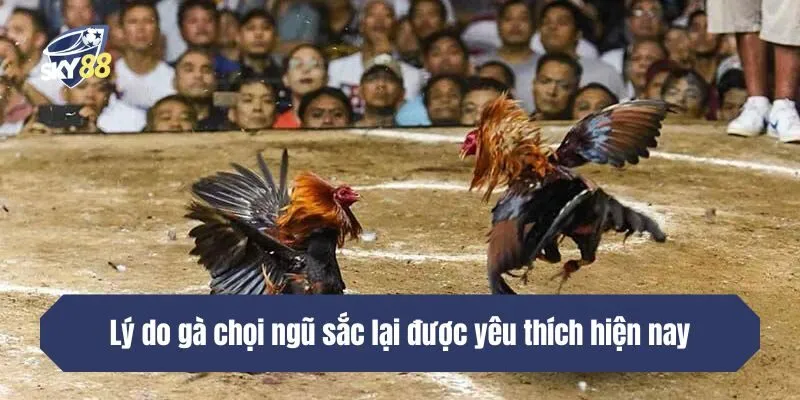Lý do gà chọi ngũ sắc lại được yêu thích hiện nay