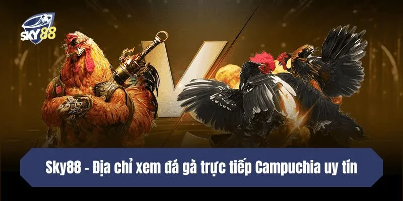 SKY88 - Địa chỉ xem đá gà trực tiếp Campuchia uy tín