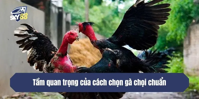 Tầm quan trọng của việc chọn được gà chọi chuẩn